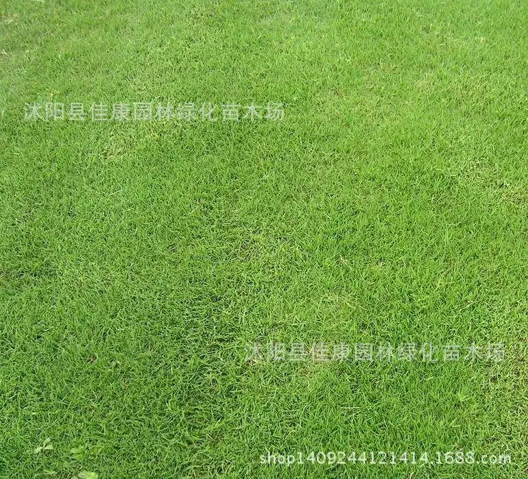 

hybrid Bermuda grass does not need pruning 200g / Pack