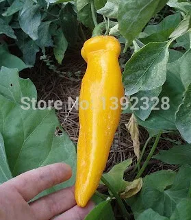 NEW! Free Shipping 100pcs 100% Organic Corno Di Toro Yellow Pepper Seeds vegetables seeds |