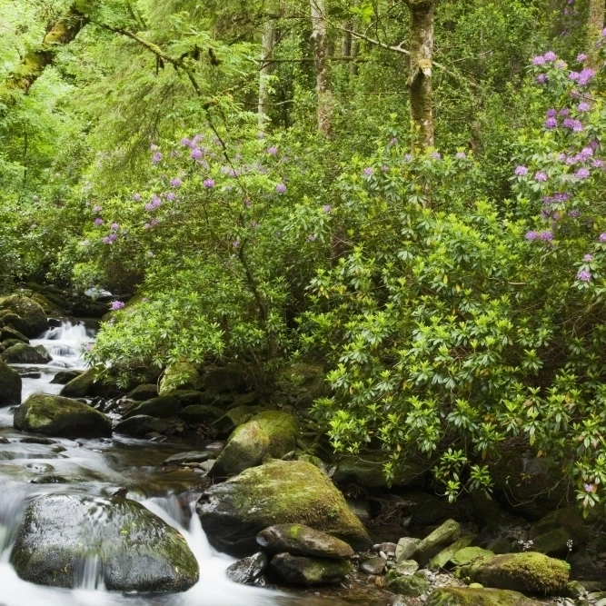 Water Flowing Down A River Surrounded By Lush Trees Near Torc Waterfall; Killarney  County Kerry  Ireland (38 x 24)