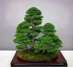 Бонсай 50 шт. juniper елка в горшке цветы офис посадка бонсай очищения воздуха поглощать вредных газов
