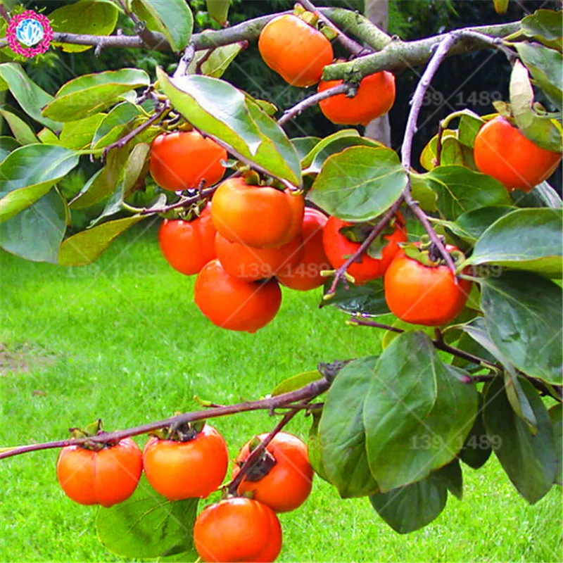 

20pcs juicy persimmon bonsai Natural fresh fruit organic herb bonsai tree plants for home garden plants