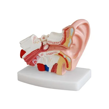 

1.5X Enlarged Human Ear Anatomy Model Ear Anatomical Model for Hearing Aid Clinics
