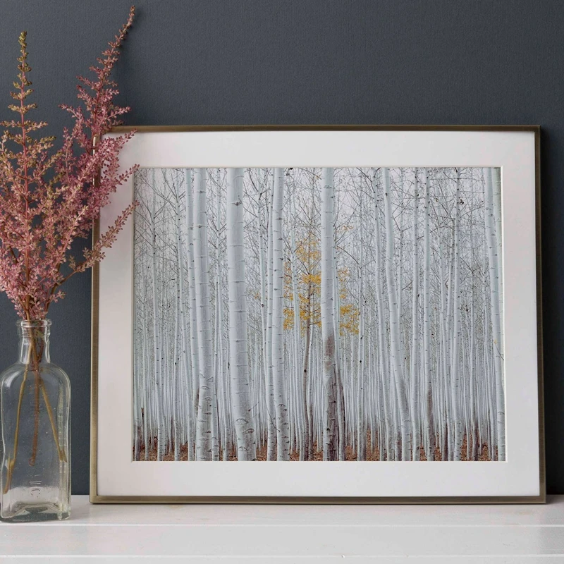 white birch print