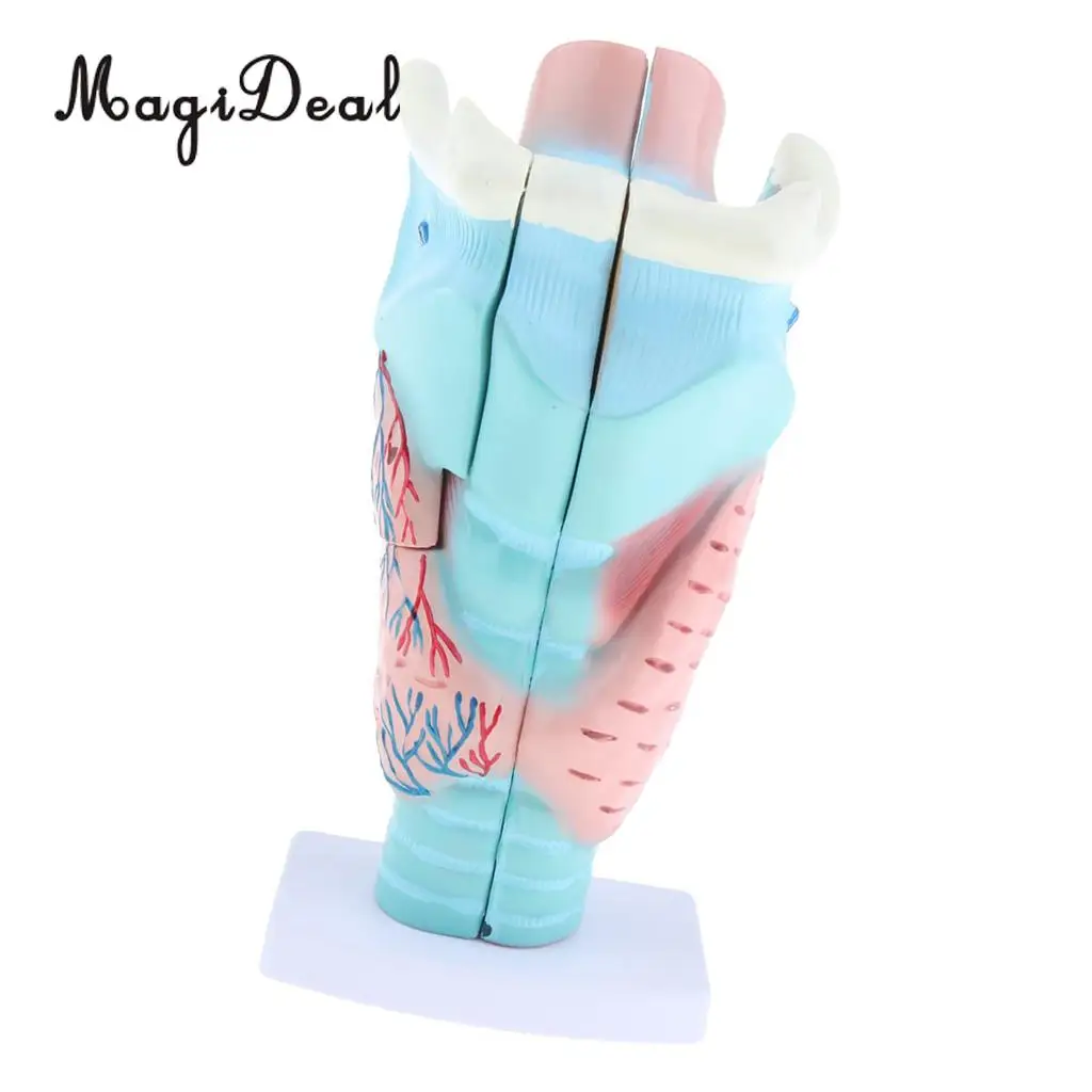 3x Magnified Human Larynx Anatomical Model Medical Anatomy Throat Lab Display 3 Parts Detachable | Дом и сад