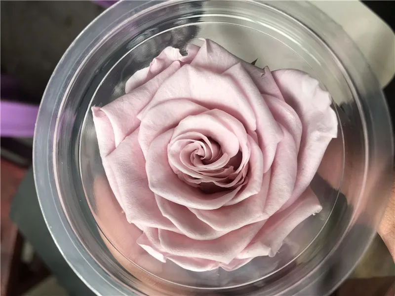 5-6 см A сорт консервированные розы головы, Красавица и Чудовище навсегда Роза, Роза этернель на День Святого Валентина подарок, свадебное украшение - Цвет: Светло-розовый