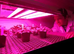 Регулируемый полный ассортимент растет свет трубки зеленый Растениеводство освещение комнатное растение гидропоники системы парниковых