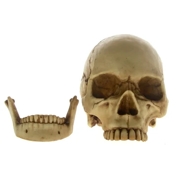 

1Piece Skeleton Cranmiun Head with Movable Mandible Skull Cranium Sculpture Horror Life Size 1:1 Dead Skull With Moving Jaw