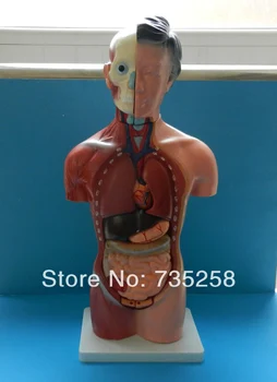 

42CM Female Torso 15 Parts,The Human Body Anatomy Teaching Model