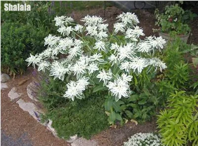 100pcs Rare Euphorbia Marginata Seed White Flower Seeds High 100pcs Rare Euphorbia Marginata Seed White Flower Seeds High Quality Perennial Blooming Plants In Bonsai From Home Garden On Aliexpress
