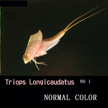 

Prehistoric animals aquarium pets triops 45 eggs/pack