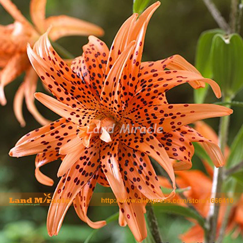 Rare Double Tiger Lily Flower Seeds, 50 Seeds, Beautiful Deep Orange