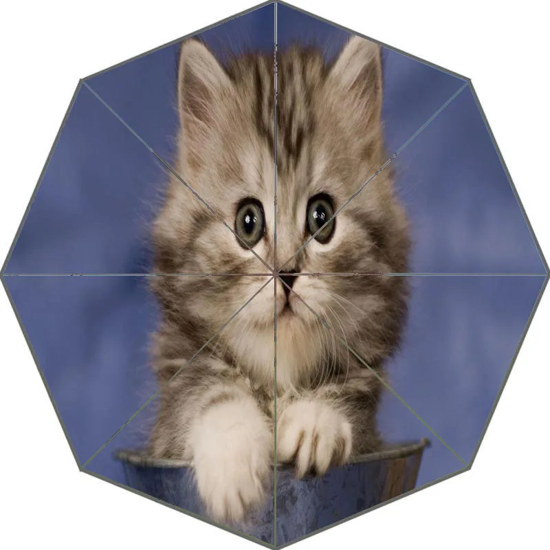 Nice cat экзотическая короткошерстная зонтик пользовательские солнечный и дождливый зонтик Дизайн Портативный Мода Стильный Полезная Зонты хороший подарок