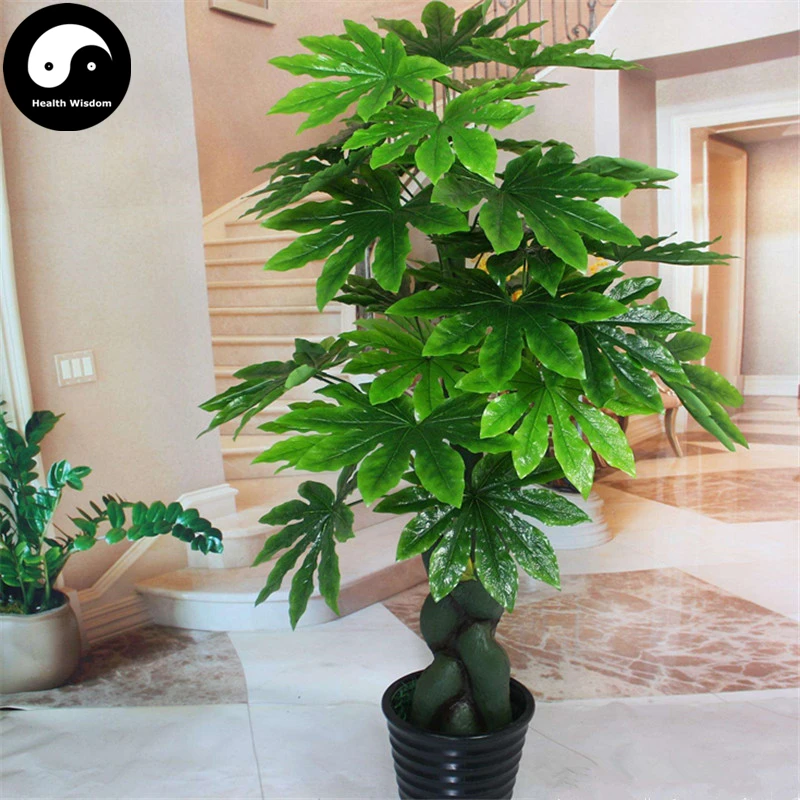 

Buy Fatsia Japonica Tree Semente 240pcs Plant Shrub Tree Ba Jiao Jin Pan