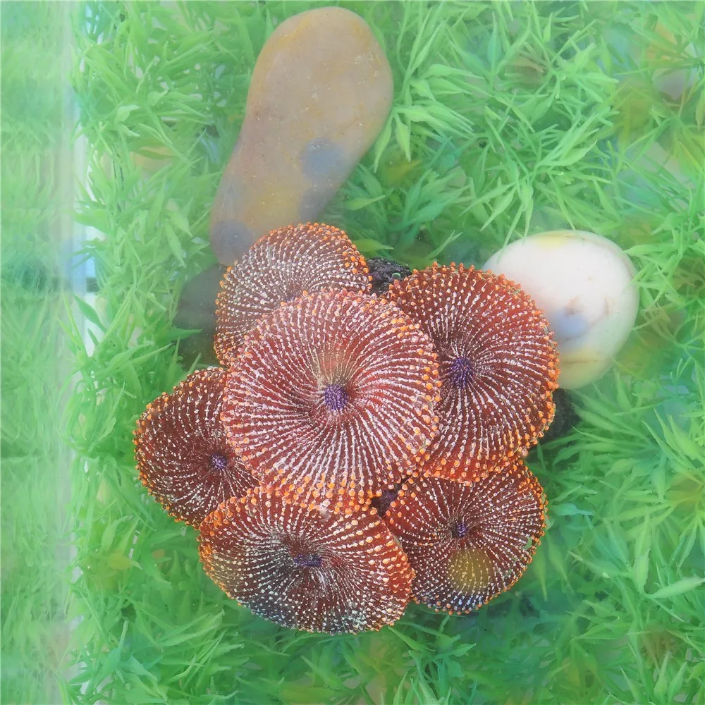 Украшение для аквариума из искусственной смолы, коралловые морские растения, силиконовые нетоксичные синие зеленые красные растения для украшения аквариума