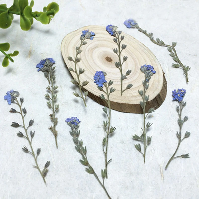 10 個ドライ忘れな草ない花の枝天然押し花枝標本 Diy チャームジュエリーブックマークギフト材料 Flowers For Decorative Flowersflower For Wedding Aliexpress 10 個ドライ忘れな草ない花の枝天然押し花枝標本 Diy チャームジュエリーブックマークギフト材料 Flowers For Decorative Flowersflower For Wedding Aliexpress