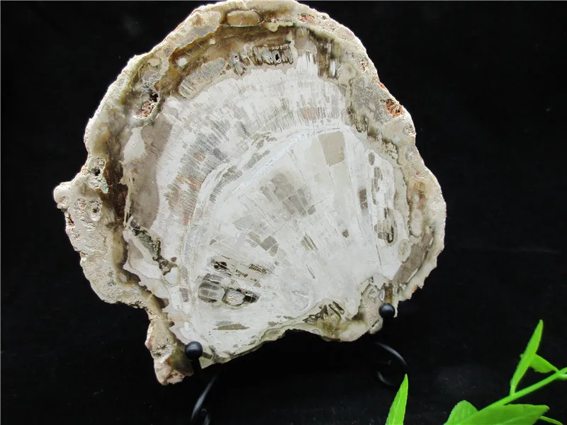Natural Wood Root Fossil Crystal Stone Rock Healing Gemstone Specimen Mineral Gem For Collection | Дом и сад