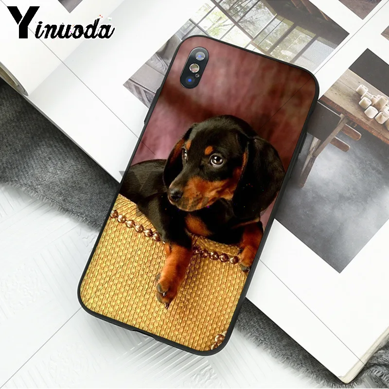 black Dachshund Doberman Dog face 