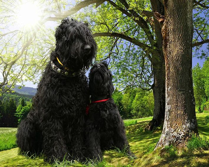 LIE0616850X40