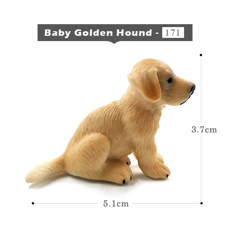 Baby Golden Hound-b