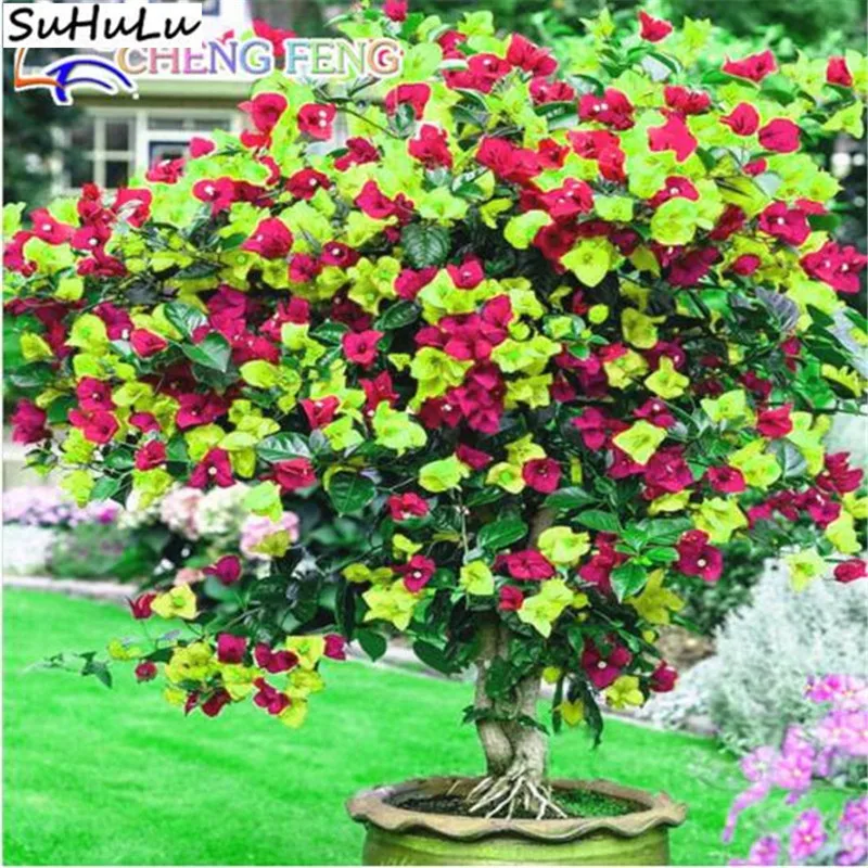 

Sale!! 100 Pcs/Bag Rare Rainbow Bougainvillea Potted Flower Exotic Japanese Bonsai Plant For Home Garden Happy Farm Decoration