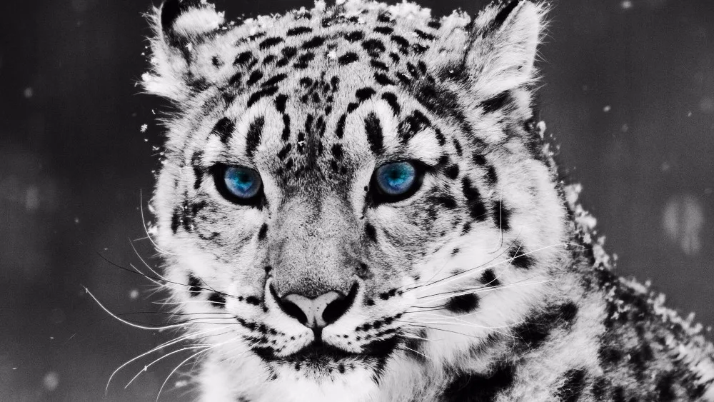17 Neue Bild Blauen Augen Leopard Diy Diamant Malerei Strass Stickerei Leinwand Stoff Mosaik Handwerk R491 Mosaic Craft Diamond Paintingdiy Diamond Aliexpress