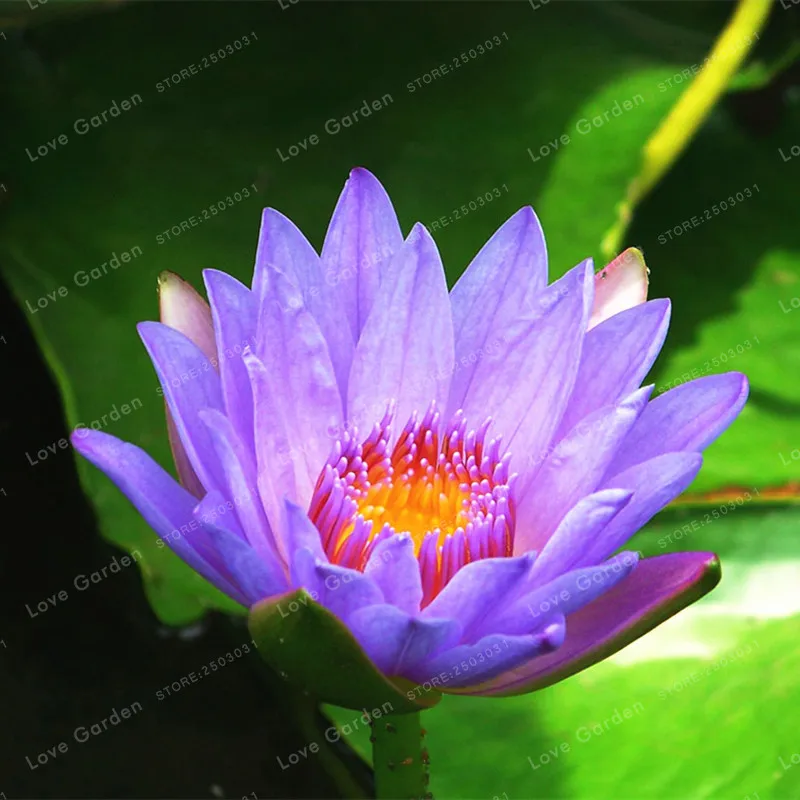 5 шт. Nymphaea бонсай, Лотос карликовые деревья Nymphaea Caerulea Азии кувшин цветок пруд карликовые деревья декоративное растение для сада