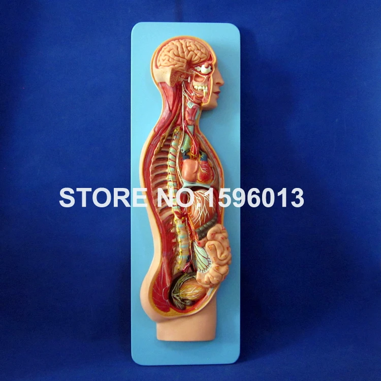 A18110 Sympathetic Nervous System (9)