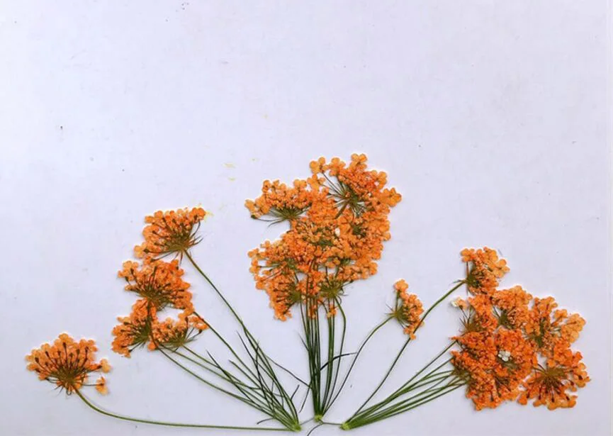 (SF)-orange