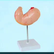 1:1 Размер жизни человеческий желудок анатомическая модель желудка анатомическая модель пищеварительная система человека медицинские исследования структура органа модели
