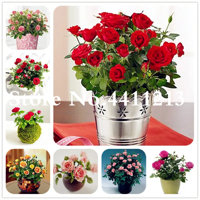 

Free Shipping 100 Pcs Rare Holland Rose Bonsai Flowers Lover Colorful Home Garden Plants Indoor Bonsai Rose Flower Plant