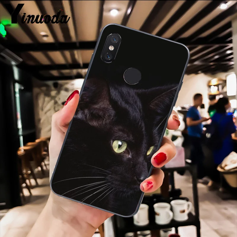 Cute Black Cat Staring Eyes 