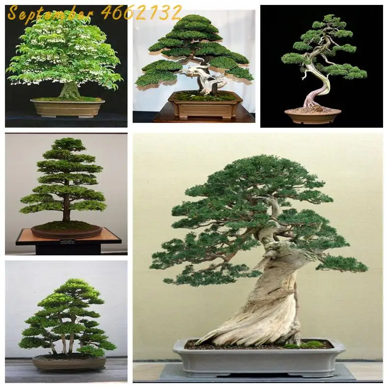 

Hot Sale!Lowest Price!50 juniper bonsai tree potted flowers office bonsai purify the air absorb harmful gases juniper garden