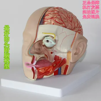 

head - attached cerebral artery model brain anatomical model nasal cavity pharyngeal optic nerve brain model