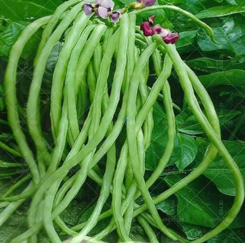 

20 pcs/bag Chinese Long Bean Vigna Unguiculata Plant Long-Podded Cowpea Tasty Snake Bean Vegetable Garden Long Bean Planta