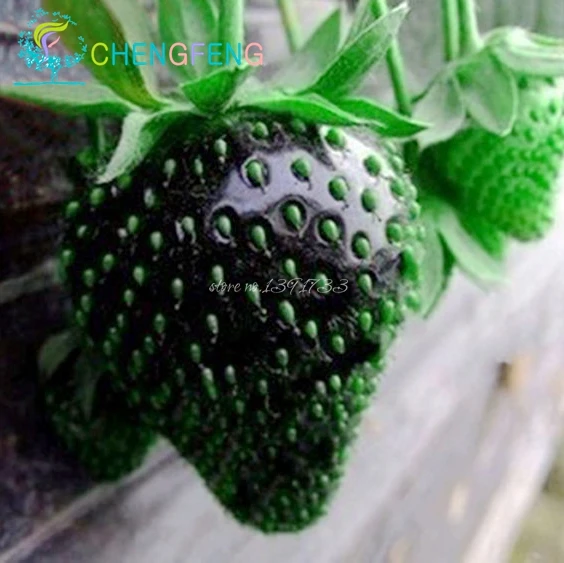 100pcs Strawberry Seeds Direct Ing Indoor Plants Rare Color Seed 100pcs Strawberry Seeds Direct Ing Indoor Plants Rare Color Seed Fruit Home Garden Diy Bonsai Flowering In From