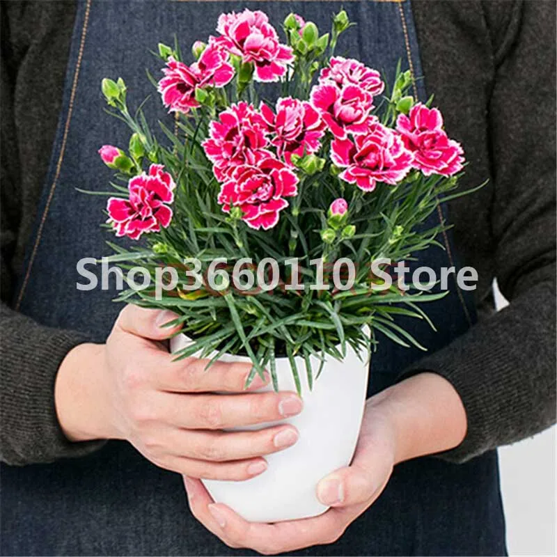 

Seedsplants Pan American Double-flowered Dianthus Flower bonsai Dynasty Series Autumn Sowing Spring Carnations 100pcs