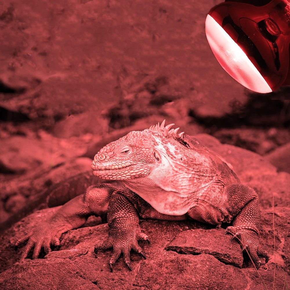 Лампа для рептилий Mini Pet нагревательная лампа E27 УФ дневной и ночной режимы амфибия черепаха, змея лампы тепла лампа для рептилий светильник 25/50/100 Вт AC220-230V