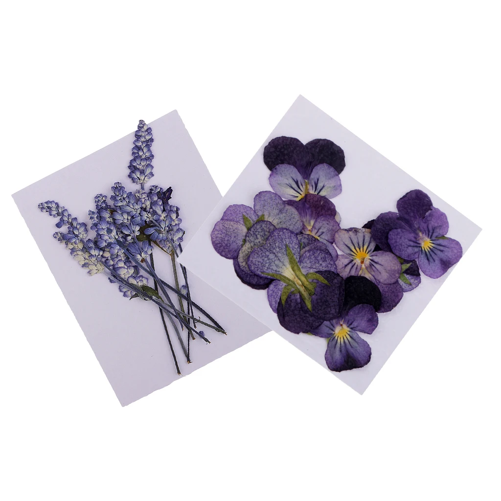 22x Pressed Dried Flowers Real Violet Sage DIY Art Crafts Scrapbooking for Handmade Bookmarks Album Frame Decor