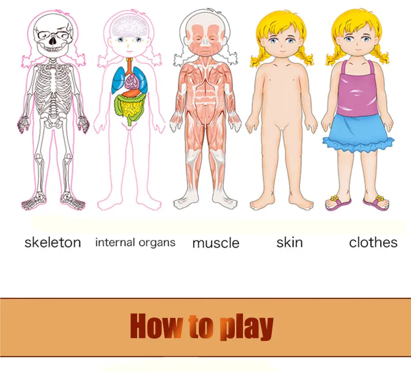 Quebra-cabeça de Madeira Estrutura do Corpo Montessori Brinquedos Crianças Cedo Educacional Aprendizagem Corpo Humano Puzzles Meninos Meninas 6 Brinquedos e hobbies