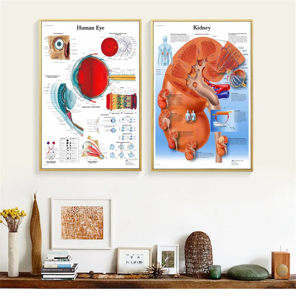 Human Organs Anatomy Medical Canvas Art Painting Posters And Prints Wall Pictures Living Room Decorative Home Decor No Frame