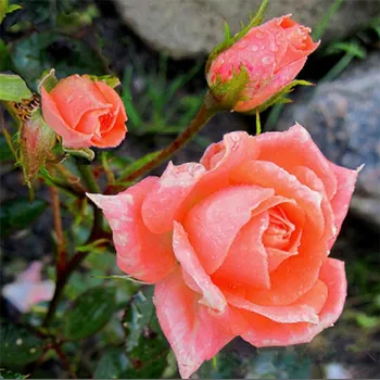 

Diamond Flower Rose 3D Embroidery Beads Square Cross Stitch Pink