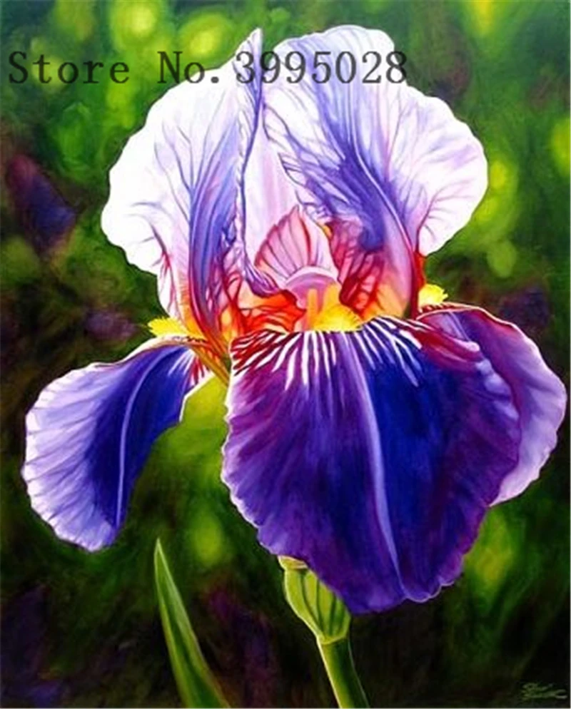 50pcs/bag Bonsai Iris Flower Perennia Flower Rare Flower bearded iris , Nature plants Orchid flower DIY for Garden 50pcs/bag Bonsai Iris Flower Perennia Flower Rare Flower bearded iris , Nature plants Orchid flower DIY for Garden