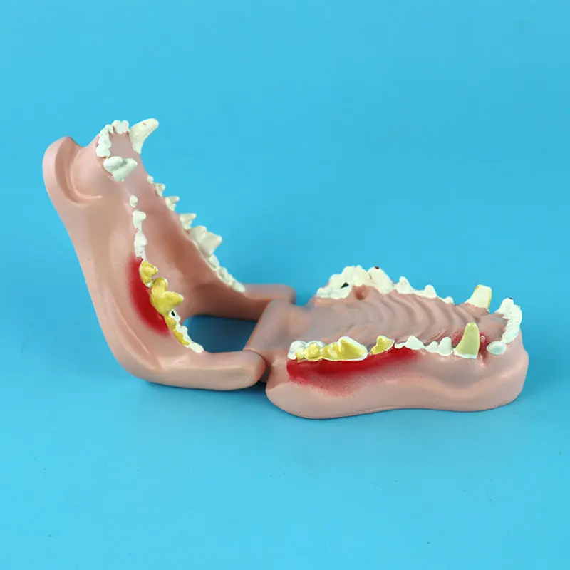 

Dog Teeth Dental Pathology Model Canine Oral Model Animal Anatomy Teaching Demonstration Model