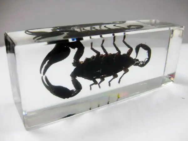 

FREE SHIPPING Chinese Specimen Large Black Scorpion in Clear Acrylic Lucite JEWELRY TAXIDERMY GIFT
