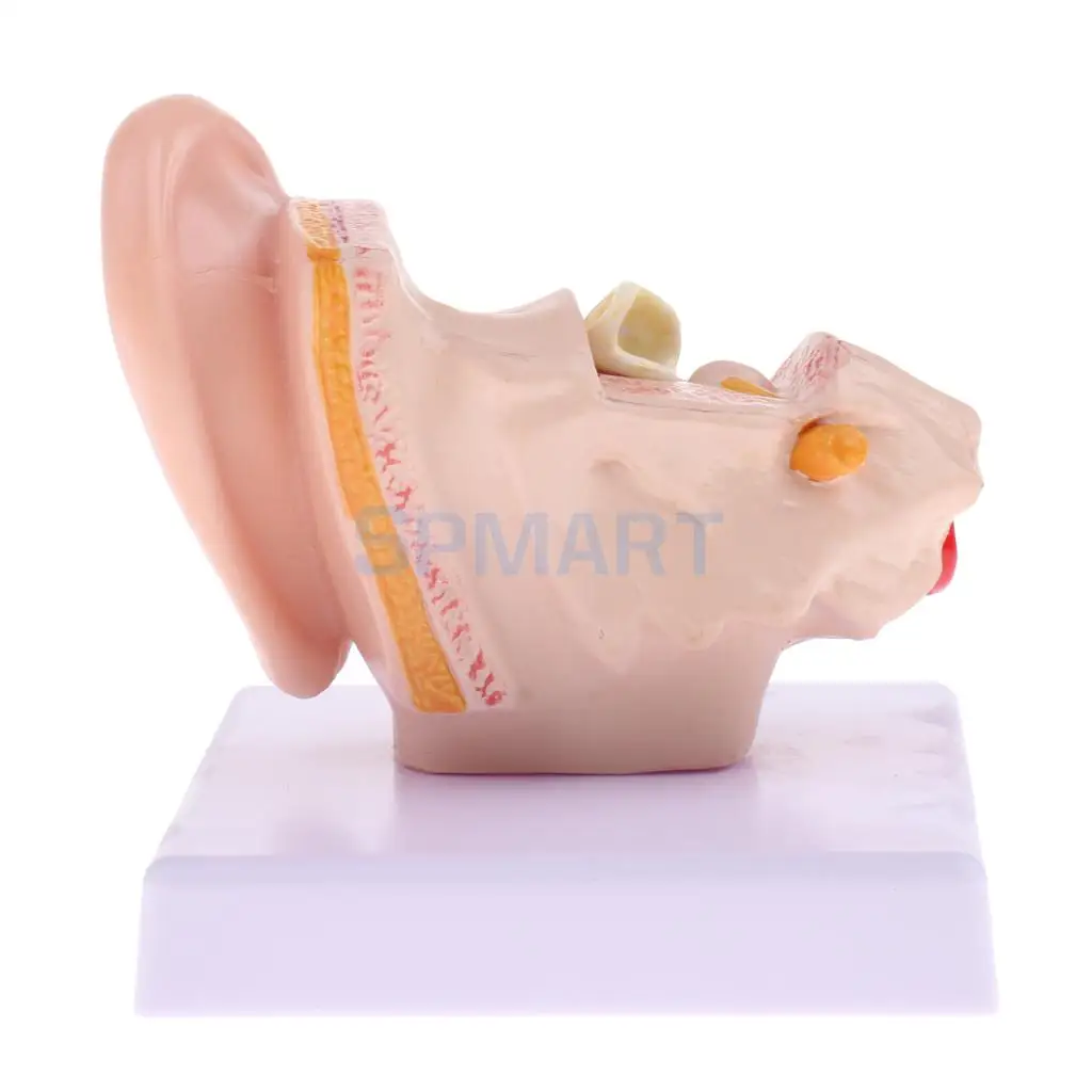 Magnification 1.5x Human Ear Joint Outer, Middle, Inner ear Model with Base School Teaching Supplies Educative