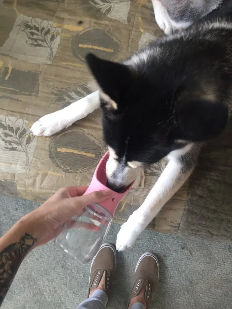 Новейшая для домашних собак кошка бутылку воды Портативный путешествия чашки открытый подача питьевой воды ковша 350/550 мл маленький