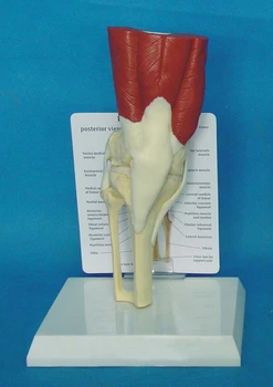 

1:1 Human Anatomy Skeleton Knee Muscle Life Size Knee Joint Anatomical Model Teaching Resources Supplies Medical Teaching Model
