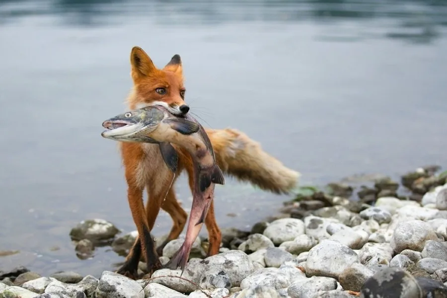 DIY frame Fox Eat Fish Wild animal Poster Silk Fabric Print Picture For