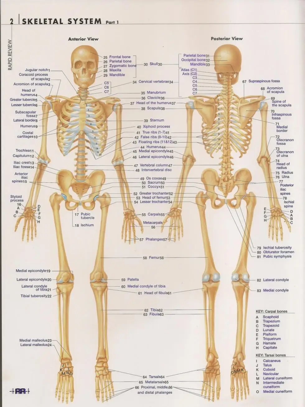 Corpo humano Anatomical Chart Sistema Muscular cartaz