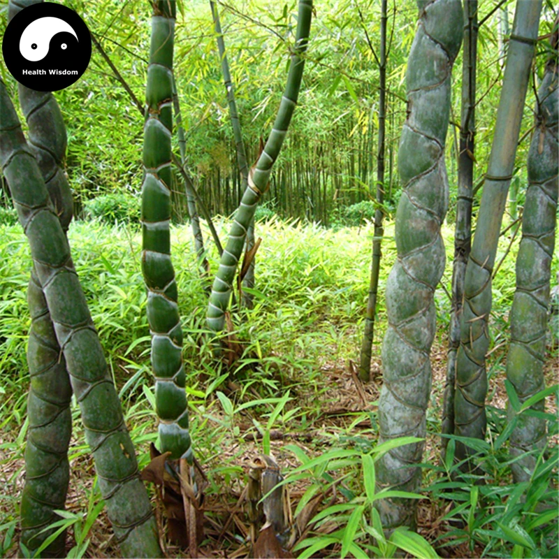

Buy Tortoise Shell Bamboo Tree Semente 200pcs Plant Bamboo For Bamboo Garden